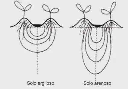 diagrama técnico em preto e branco que compara a movimentação da água e/ou nutrientes em dois tipos de solo: ar