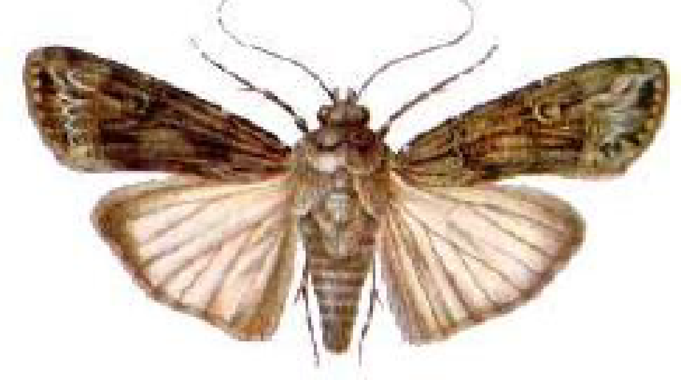 a mariposa adulta da espécie Spodoptera frugiperda, popularmente conhecida como lagarta-do-cartucho na sua f