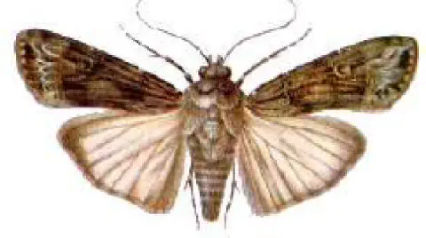 a mariposa adulta da espécie Spodoptera frugiperda, popularmente conhecida como lagarta-do-cartucho