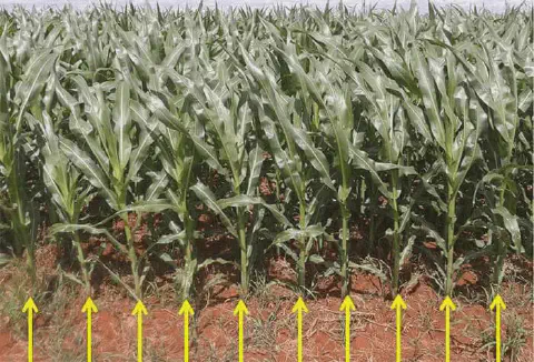 uma lavoura de milho em estágio vegetativo, com as plantas verdes e saudáveis dispostas em linhas de plantio.