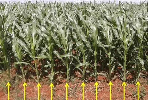 uma lavoura de milho em estágio vegetativo, com as plantas verdes e saudáveis dispostas em linhas de plantio.