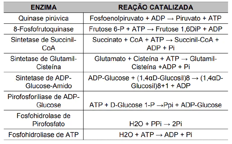 uma tabela didática que relaciona diferentes enzimas às reações bioquímicas que elas catalisam. A tabela é div