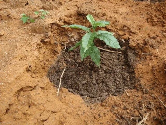 close-up uma muda de café recém-plantada no solo. A pequena planta, com folhas verdes e saudáveis, está cen