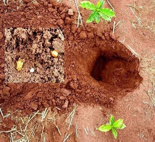 uma cena detalhada do processo de plantio agrícola. Em primeiro plano, vemos um solo de cor avermelhada, carac