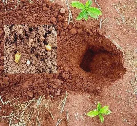 uma cena detalhada do processo de plantio agrícola. Em primeiro plano, vemos um solo de cor avermelhada, carac