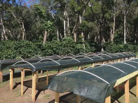 uma série de terreiros suspensos, também conhecidos como camas africanas, em uma fazenda de café. As estrutura