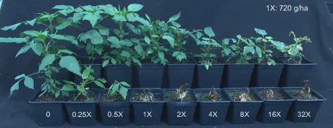 experimento de dose-resposta, demonstrando o efeito de diferentes concentrações de um produto químico, prov