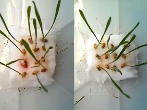 teste de germinação de sementes, provavelmente de alguma gramínea como trigo ou cevada, realizado em labora