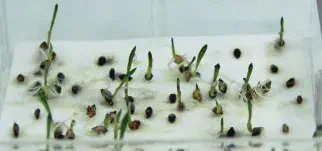 teste de germinação de sementes realizado em um ambiente controlado, provavelmente um laboratório. Várias s