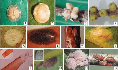 montagem composta por doze painéis numerados, cada um exibindo uma fotografia em close-up de diferentes espéci