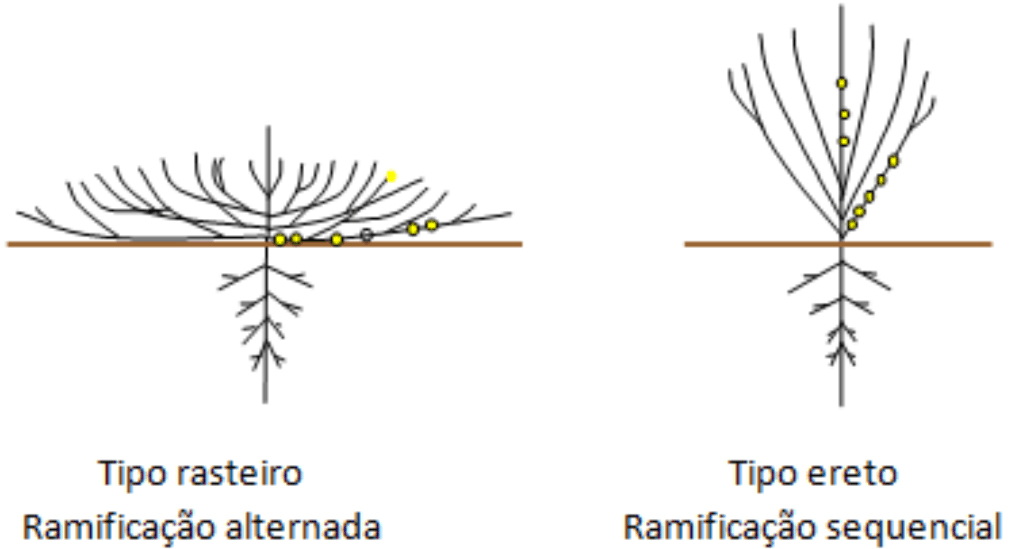 diagrama comparativo que ilustra dois tipos de hábitos de crescimento de plantas, especificamente relev