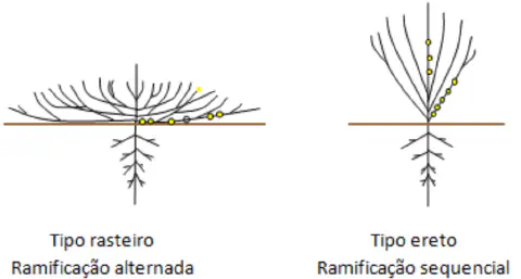 diagrama comparativo que ilustra dois tipos de hábitos de crescimento de plantas, especificamente relev