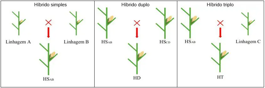 infográfico didático que ilustra os processos de cruzamento para a obtenção de três tipos de híbridos de milho: