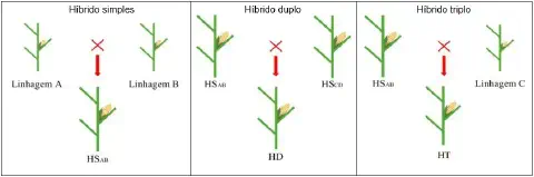 infográfico didático que ilustra os processos de cruzamento para a obtenção de três tipos de híbridos de milho: