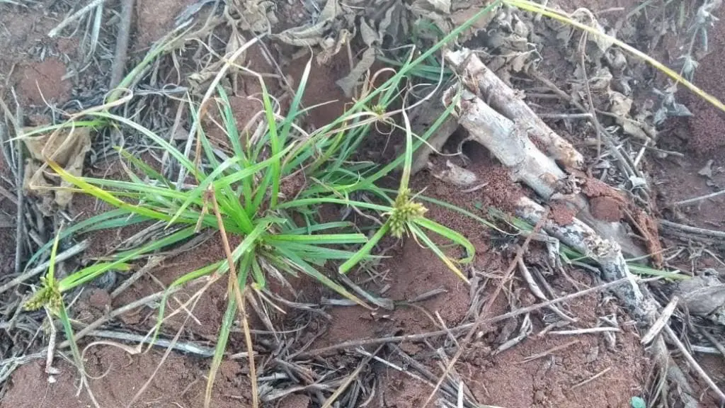 close-up do solo em uma área agrícola, destacando uma touceira de tiririca (Cyperus rotundus), uma planta d