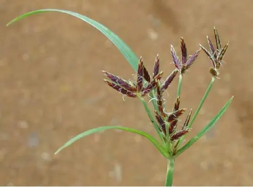 Tiririca: Como Identificar e Controlar a Planta Daninha close-up detalhado da planta daninha conhecida como tiririca (Cyperus rotundus), uma das infestantes mais p