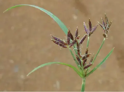 close-up detalhado da planta daninha conhecida como tiririca (Cyperus rotundus), uma das infestantes mais p