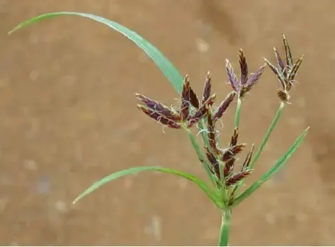 close-up detalhado da planta daninha conhecida como tiririca (Cyperus rotundus), uma das infestantes mais p