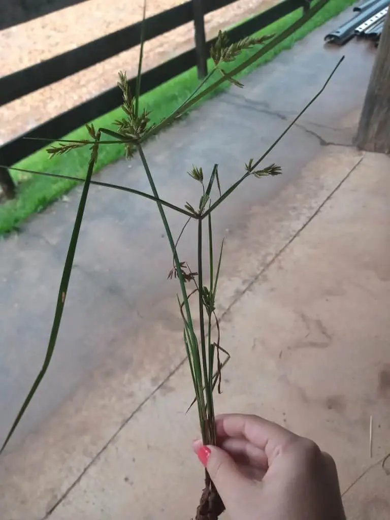 Tiririca: Como Identificar e Controlar esta Planta Daninha primeiro plano a mão de uma pessoa, com unhas pintadas de rosa, segurando uma planta inteira de tiririca (C