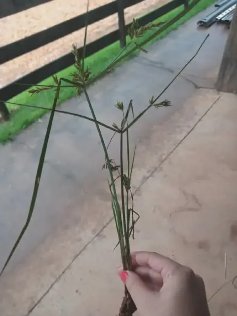primeiro plano a mão de uma pessoa, com unhas pintadas de rosa, segurando uma planta inteira de tiririca (C