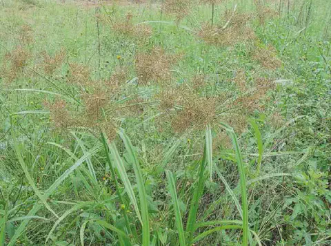inflorescência da Cyperus distans.