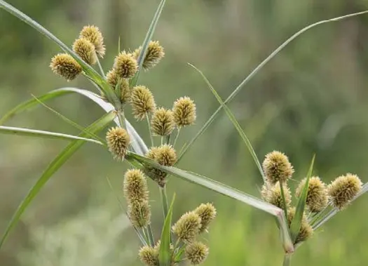 Tiririca: Como identificar esta planta daninha na lavoura close-up detalhado da planta daninha conhecida como tiririca, provavelmente do gênero Cyperus. O foco está