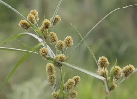 close-up detalhado da planta daninha conhecida como tiririca, provavelmente do gênero Cyperus. O foco está
