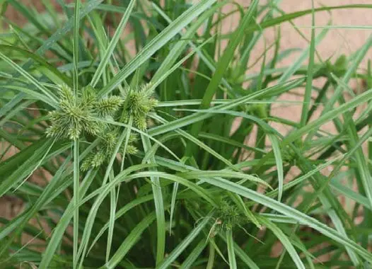 close-up detalhado da planta daninha conhecida popularmente como tiririca (Cyperus rotundus). Em foco, estã