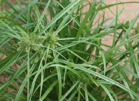close-up detalhado da planta daninha conhecida popularmente como tiririca (Cyperus rotundus). Em foco, estã