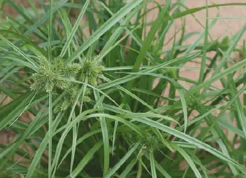 close-up detalhado da planta daninha conhecida popularmente como tiririca (Cyperus rotundus). Em foco, estã