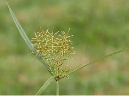 close-up detalhado da planta daninha conhecida como tiririca (Cyperus rotundus). O foco principal está na s