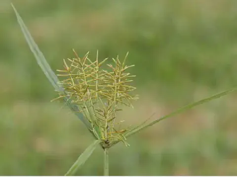 close-up detalhado da planta daninha conhecida como tiririca (Cyperus rotundus). O foco principal está na s