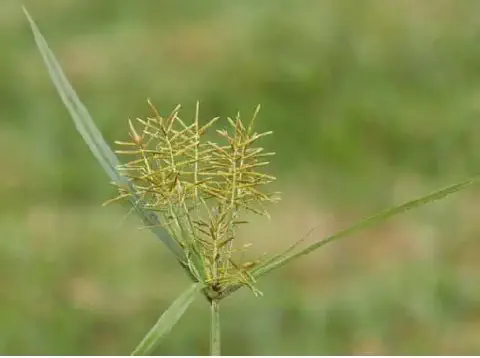 close-up detalhado da planta daninha conhecida como tiririca (Cyperus rotundus). O foco principal está na s