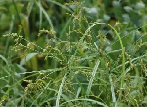 close-up detalhado da planta daninha conhecida como tiririca (Cyperus rotundus), uma das mais problemáticas