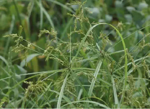 close-up detalhado da planta daninha conhecida como tiririca (Cyperus rotundus), uma das mais problemáticas