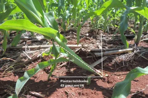 uma lavoura de milho em close-up, destacando uma planta jovem no estádio vegetativo V6 que sofreu tombamento.