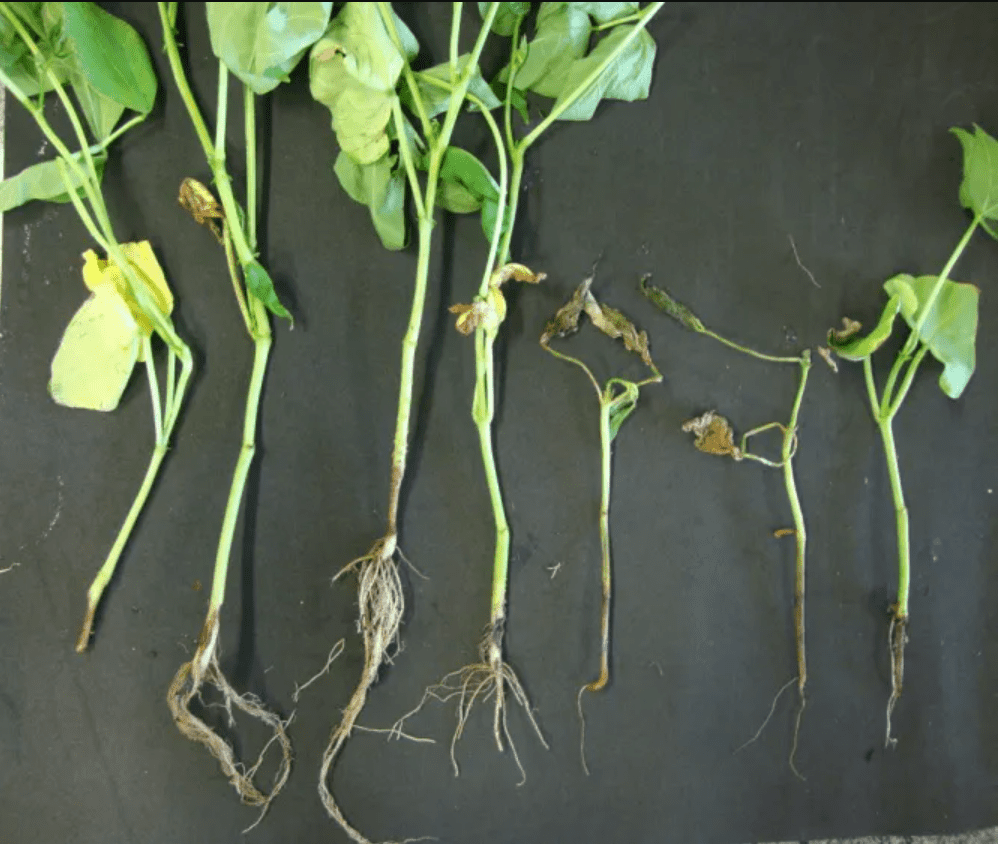 uma análise comparativa do estado de saúde de plântulas, provavelmente de soja, dispostas sobre uma superfície