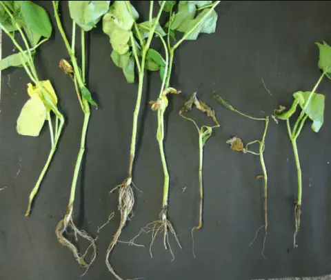 uma análise comparativa do estado de saúde de plântulas, provavelmente de soja, dispostas sobre uma superfície