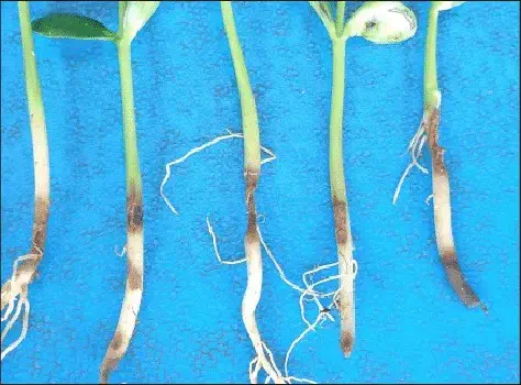 Plântulas com sintomas típicos de tombamento causado por Rhizoctonia solani