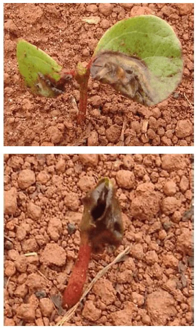 composição de duas fotografias que ilustram de perto os sintomas avançados de uma doença em uma plântula, prov