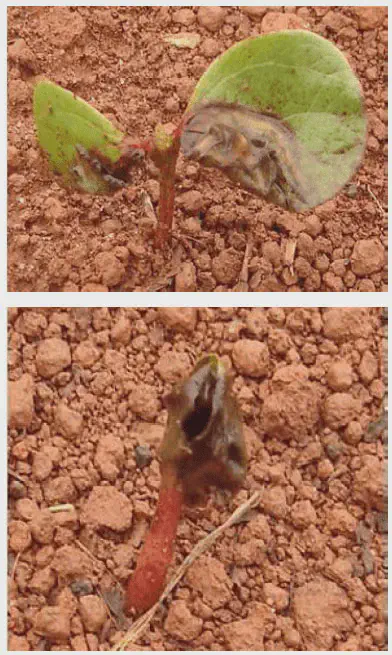 composição de duas fotografias que ilustram de perto os sintomas avançados de uma doença em uma plântula, prov