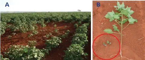 composição de duas fotos, A e B, que ilustram o problema do 'tombamento' em uma lavoura de algodão. A foto A m