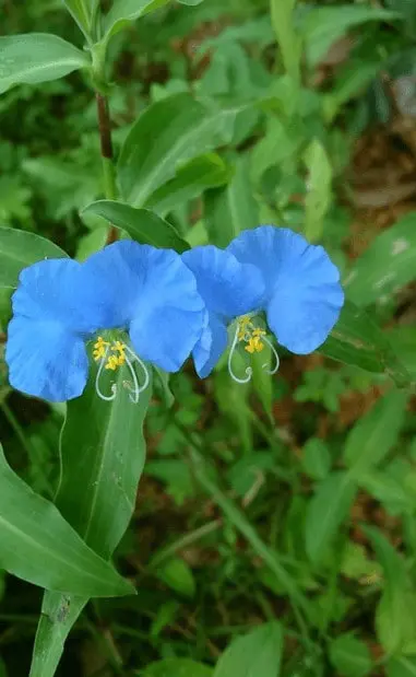 Trapoeraba: Como Identificar e Controlar esta Planta Daninha close-up detalhado de duas flores de trapoeraba (gênero Commelina), uma planta daninha comum em lavouras br