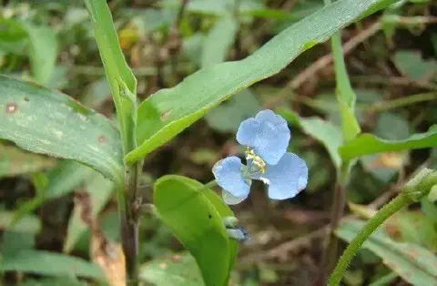 close-up detalhado da planta daninha conhecida como trapoeraba (gênero Commelina), em seu ambiente natural.