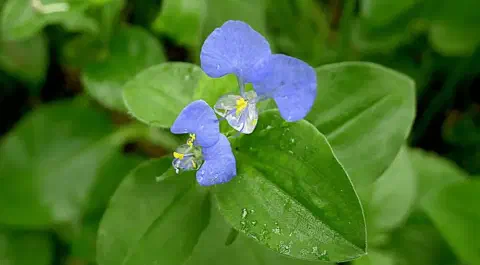 close-up da flor da Trapoeraba (Commelina benghalensis), uma conhecida planta daninha em lavouras brasileir