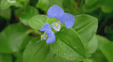 close-up da flor da Trapoeraba (Commelina benghalensis), uma conhecida planta daninha em lavouras brasileir