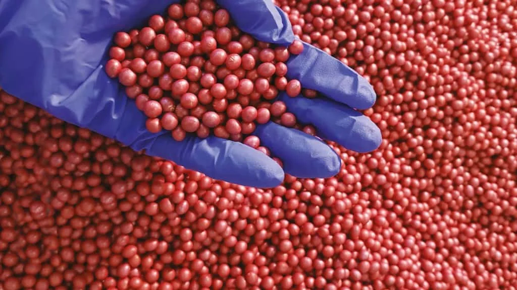 close-up de uma mão enluvada com uma luva de nitrilo azul, segurando uma porção de sementes de soja tratada