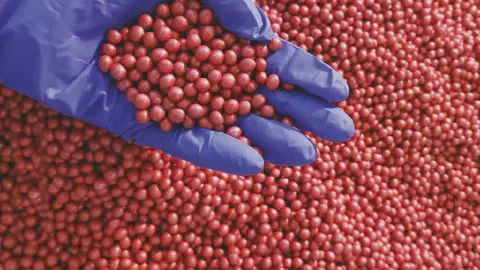 close-up de uma mão enluvada com uma luva de nitrilo azul, segurando uma porção de sementes de soja tratada