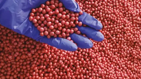 close-up de uma mão enluvada com uma luva de nitrilo azul, segurando uma porção de sementes de soja tratada