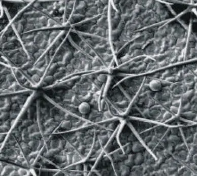Esta é uma imagem de microscopia eletrônica de varredura (MEV) que revela em grande detalhe a superfície de uma folha de plan